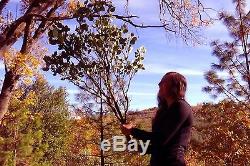 12 Large Premium Manzanita Branches- Fresh Cut 42-48 inches