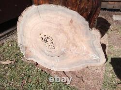 350+ Rings RARE Saw Cut! Old Growth Ancient Sinker Cypress Wall Art Wood Cookie