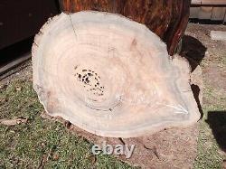 350+ Rings RARE Saw Cut! Old Growth Ancient Sinker Cypress Wall Art Wood Cookie