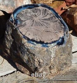 Blue Forest Petrified Wood WY cut/polished gem limb cast 5 x 6 x 4 7 lbs