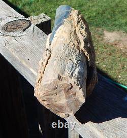 Blue Forest Wyoming Petrified Wood cut & polished 1 side limb cast specimen