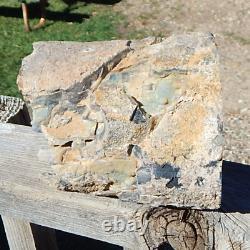 Blue Forest Wyoming Petrified Wood cut & polished 1 side limb cast specimen
