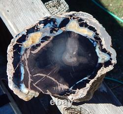 Blue Forest Wyoming Petrified Wood cut & polished 2 sides display slab specimen