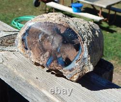 Blue Forest Wyoming Petrified Wood end cut & mirror polished limb cast specimen