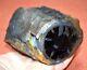 Cut & Polished Petrified Agatized Wood Limb Casting Collected Wyoming, America