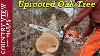 Cutting Uprooted Oak Tree Into Firewood