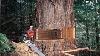 Fastest Process Of Cutting Big Tree U0026 Woodworking At Sawmill Amazing Modern Woodworking Factory