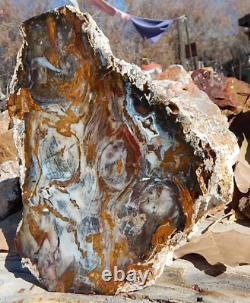 Hubbard Basin NV Petrified Wood cut & mirror polished miocene standup display