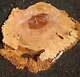 Maple Burl Slab Cookie Cut Craft Woods Diy River Table Ma24-0868