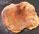 Maple Burl Slab Cookie Cut Craft Woods Diy River Table Ma24-0955