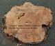 Maple Burl Slab Craft Wood Diy Cookie Cut Ma24-2007