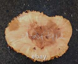 Maple Burl Slab Craft Woods DIY Cookie Cut MA24-1412