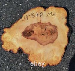 Maple slab live edge cookie cut DIY craft wood Ma24-1646