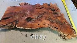 Mesquite burl wood end-cut. Live edge. Rough saw cut