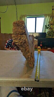 Mesquite burl wood end-cut. Live edge. Rough saw cut