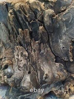 Mesquite burl wood end-cut. Live edge. Rough saw cut
