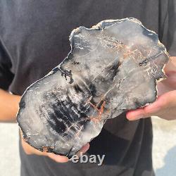 Natural black petrified short-cut wood Raw Silicified wood mineral specimen