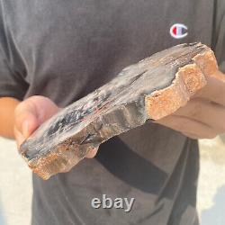 Natural black petrified short-cut wood Raw Silicified wood mineral specimen