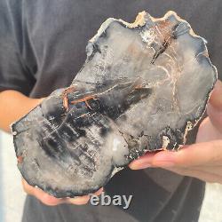 Natural black petrified short-cut wood Raw Silicified wood mineral specimen