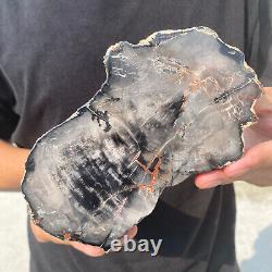 Natural black petrified short-cut wood Raw Silicified wood mineral specimen