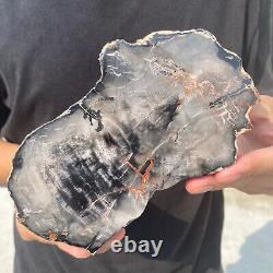 Natural black petrified short-cut wood Raw Silicified wood mineral specimen