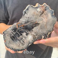 Natural black petrified short-cut wood Raw Silicified wood mineral specimen