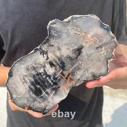 Natural black petrified short-cut wood Raw Silicified wood mineral specimen