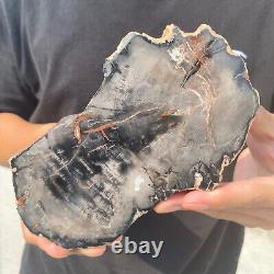 Natural black petrified short-cut wood Raw Silicified wood mineral specimen