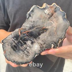 Natural black petrified short-cut wood Raw Silicified wood mineral specimen