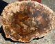Polished Cut Petrified Wood Slab Mineral Crystal Stone From Madagascar #2