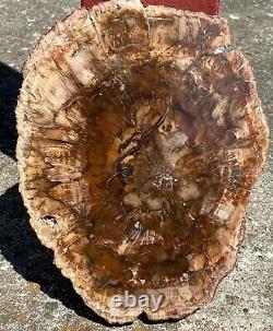 Polished Cut Petrified Wood Slab Mineral Crystal Stone from Madagascar #2