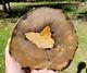 Polished Petrified Wood End Cut Luna County, New Mexico