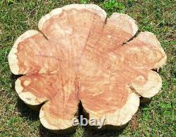 Red Cedar Wood Log Slab Rough Cut Slice Live Edge Rustic Crafts Epoxy End Table