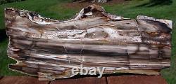 SiS BEAUTIFUL 16+ Saddle Mountain RIP CUT Conifer Petrified Wood Slab