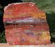 Sis Glorious 11 Arizona Rainbow Petrified Wood Slab Stunning Rip Cut Plank