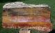 Sis Glorious 13 Arizona Rainbow Petrified Wood Slab Stunning Rip Cut Plank