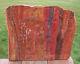 Sis Glorious 14 Arizona Rainbow Petrified Wood Slab Stunning Rip Cut Plank