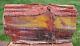 Sis Glorious 19 Arizona Rainbow Petrified Wood Slab Stunning Rip Cut Plank