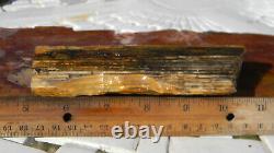 Super Rare Hell's Canyon Petrified Wood Face Cut Lapidary Rough