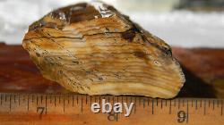 Super Rare Hell's Canyon Petrified Wood Face Cut Lapidary Rough