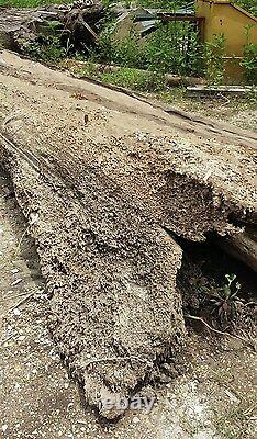 Ancienne Exotique Blanc de Bol en Bois de Cyprès Sinker Rare WET Vert Prêt à Couper