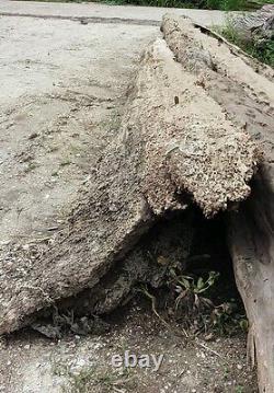 Ancienne Exotique Blanc de Bol en Bois de Cyprès Sinker Rare WET Vert Prêt à Couper