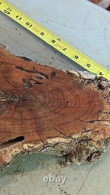 Bois de loupe de mesquite. Bord vivant. Coupe brute à la scie