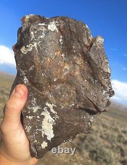 C'est Pas Vrai! Agate De Feu Opale Pétrifié Bois 10lbs! Énorme! Complètement Agacé Opalisé