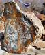 Hubbard Basin Nv Petrified Wood Coupe & Miroir Affichage De Standup En Miocène Poli