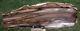 Sis Herringbone 15 Saddle Mountain Rip Cut Conifer Petrified Wood Slab Translates To: "plaque De Bois Pétrifié De Conifère Haché Sis Herringbone 15 Saddle Mountain."