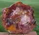 Sis Dark Beautiful Heel Cut 14 Arizona Rainbow Petrified Wood Conifer Round