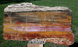 Sis Glorieus 13 Arizona Rainbow Petrified Wood Slab Stunning Rip Cut Plank