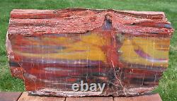 Sis Glorious 19 Arizona Rainbow Petrified Wood Slab Stunning Rip Cut Plank