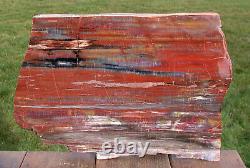 Sis Magnificent 16 Arizona Rainbow Petrified Wood Slab Big Rip Cut Plank